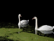 pair-of-swans